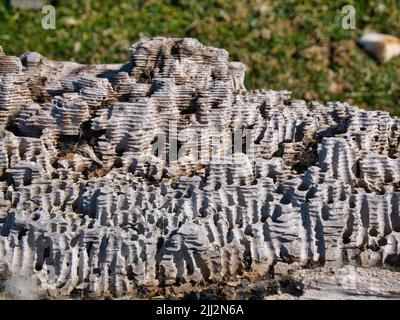 Layers of wind and weather eroded white rock on the coast near Calder's Head near Uyea, Shetland, UK. Taken on a sunny day. Stock Photo