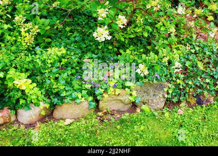 Colorful purple flowers growing in a garden. Beautiful campanula poscharskyana or serbian bellflowers with vibrant petals and lush foliage blooming Stock Photo