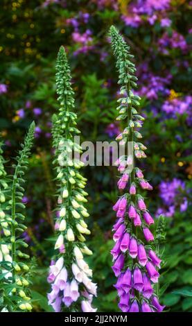 Beautiful Foxgloves flowers growing in a forest or home garden. Closeup of purple flowering plants blooming and sprouting on a tall stem in nature Stock Photo