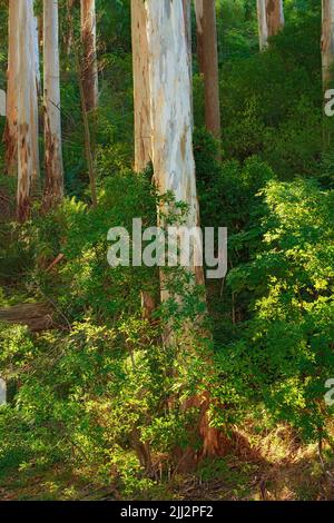 Landscape view of lemon scented gum trees growing wild in remote countryside hill or meadow. Scenic peaceful ecosystem of dense green plants, bushes Stock Photo