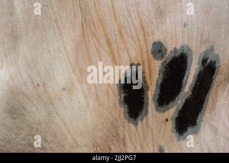 Black Spots on the wrinkled brown bull skin Stock Photo