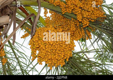 Close up of date fruit bunches Stock Photo