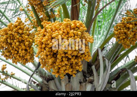 Close up of date fruits bunches on a tree Stock Photo