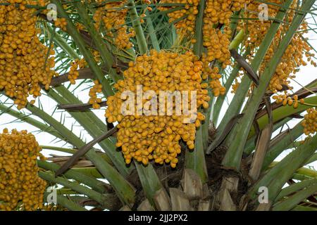 Date fruit bunches on tree Stock Photo