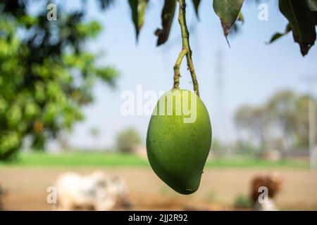 Green mango on a tree in the Punjab Stock Photo