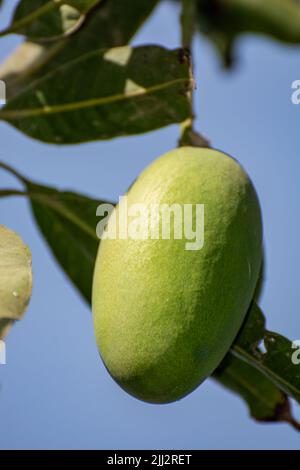 Close up of a mango fruit on tree Stock Photo
