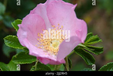 Beautiful light pink rosa rugosa rose with yellow stamens Stock Photo