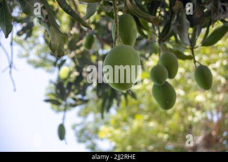 Mangoes on a tree Stock Photo