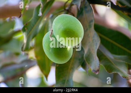 Green mangoes in the Orchard Stock Photo