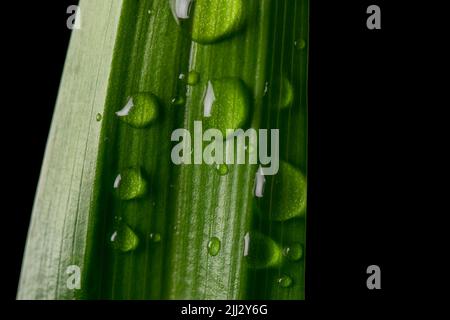 Macro photo of shiny green leaf with raindrops on it and isolated by black color in background. Used selective focus. Stock Photo