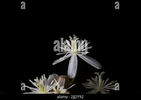Sweet autumn clematis flower isolated in black background. It is perennial flowering vine that produces sweetly fragrant flowers Stock Photo