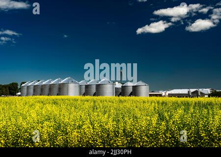 A large industrial farming operation with several grain silos and feed bins with a blooming yellow canola field in Rocky View County Alberta Canada un Stock Photo