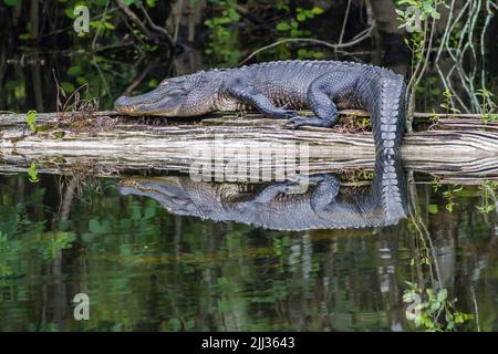 American Alligator sunning on a log at Six Mile Cypress Swamp in Florida. Stock Photo