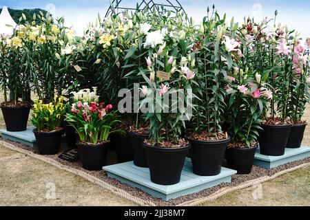 Tatton Park Flower Show 2022 Stock Photo