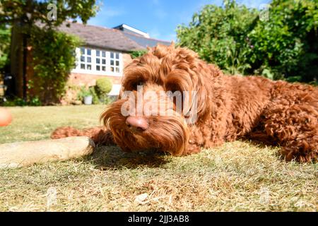 A pet puppy dog lying down on the lawn in a garden during hot weather Stock Photo