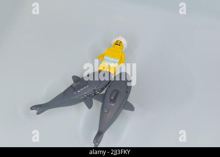 Bauru, Brazil. 7, June, 2022: Top view of Lego minifigure of man swimming on his back and scared by two big sharks coming to bite him. studio photo wi Stock Photo