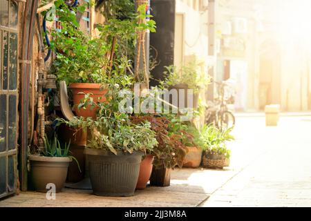 Plants growing in flower pots on the street Stock Photo
