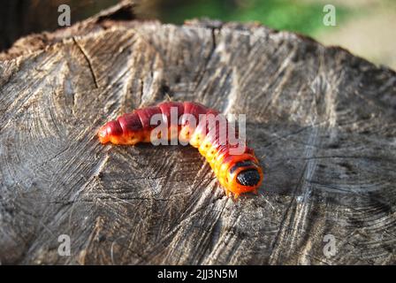 Macro low-angle front view of large yellow-orange Goat moth pest caterpillar Cossus colossus crawling on a stump. Stock Photo
