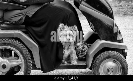 Along for the ride: dog rides with owner on mobility scooter at nature reserve Stock Photo