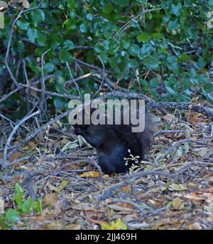 black squirrel, Alameda Creek trail, East Bay Regional Park, Union, City, California, USA Stock Photo
