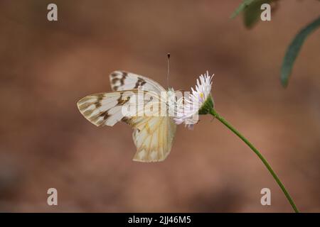 Female checkered white or Pontia protodice feeding on fleabane flower in a yard in Payson, Arizona. Stock Photo