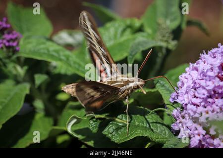 White-lined sphinx moth or Hyles lineata feeding on butterfly bush flowers at Plant Fair Nursery in Star Valley, Arizona. Stock Photo