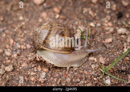 Garden snail or Cornu aspersum moving across the ground at Plant Fair Nursery in Star Valley, Arizona. Stock Photo