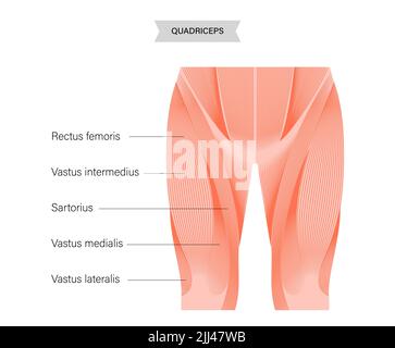 Quadriceps muscle anatomy, illustration. Stock Photo