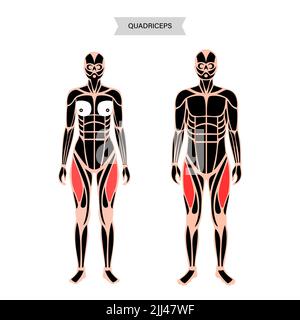 Quadriceps muscle anatomy, illustration. Stock Photo