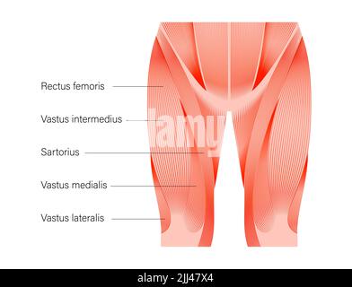 Quadriceps muscle anatomy, illustration. Stock Photo