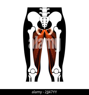 Medical Illustration of Hip Adductor Muscles Stock Photo - Alamy