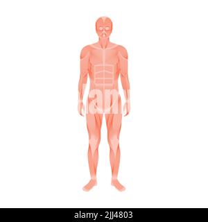 Male muscular system, illustration. Stock Photo