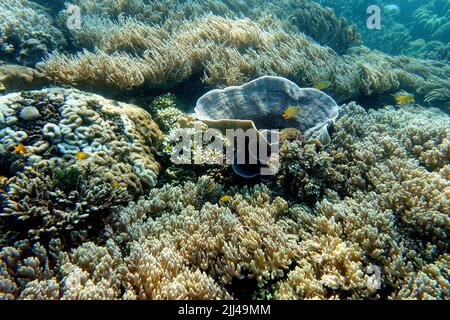 Indonesia Sumbawa - Colorful coral reef with fish Stock Photo