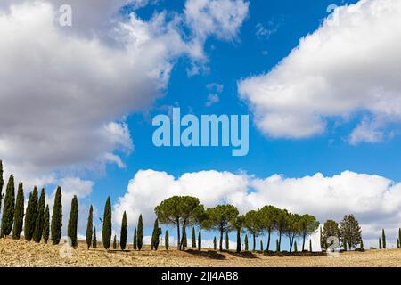 Cypresses (Cupressus) and stone pines (Pinus pinea) against a blue sky and white clouds, near Montalcino, Tuscany, Italy Stock Photo