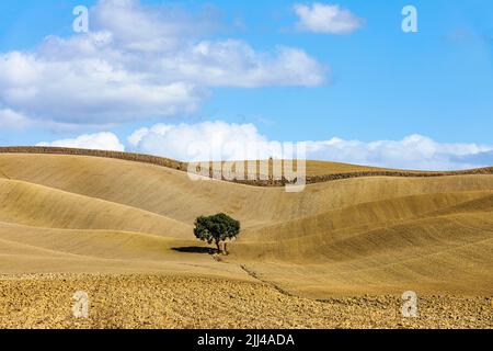 Single tree in hilly fields, against blue sky and white clouds, near Monteroni dArbia, Tuscany, Italy Stock Photo