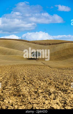 Single tree in hilly fields, against blue sky and white clouds, near Monteroni dArbia, Tuscany, Italy Stock Photo