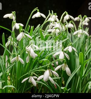 Galanthus woronowii growing in studio against a dark background. Green snowdrop isolated on black. Closeup shot of woronows snowdrop. Plant species Stock Photo