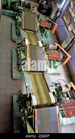 Ooty,Tamilnadu,India-April 30 2022: Assembly line of processing of tea leaves by machines from raw material leaves to finished tea power. Leaves are t Stock Photo