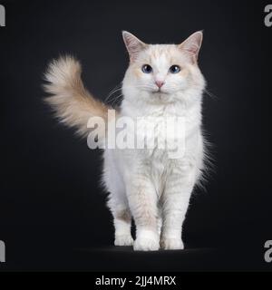 Young adult blue tortie Ragdoll cat, standing proudly facing front. Tail fierce in the air. Looking towards camera with sky blue eyes. Isolated on a b Stock Photo