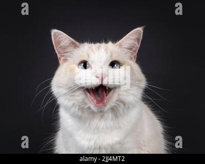 Head shot of meowing young adult blue tortie Ragdoll cat, showing tongue and teeth. Looking towards camera with sky blue eyes. Isolated on a black bac Stock Photo