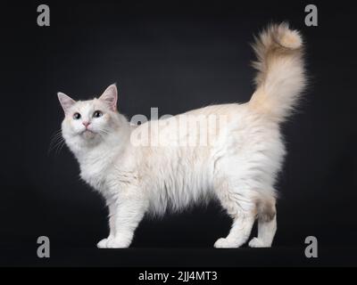 Young adult blue tortie Ragdoll cat, standing side ways. Tail fierce in the air. Looking towards camera with sky blue eyes. Isolated on a black backgr Stock Photo