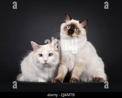 Young adult blue tortie Ragdoll cat and seal point kitten, laying down and sitting together facing front. Looking towards camera with sky blue eyes. I Stock Photo