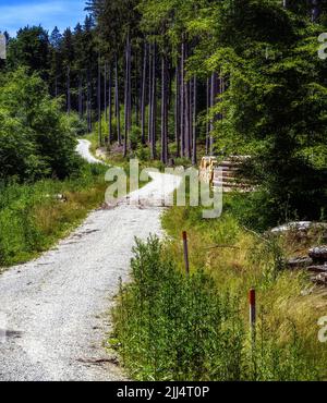Landscape with a winding dirt road through the forest Stock Photo