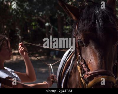 Female teenager adjusting the stirrup before riding her chestnut horse. Stock Photo