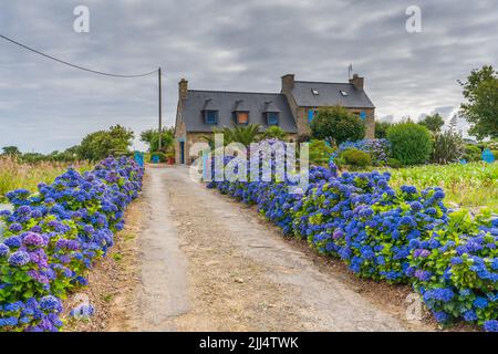 Beautiful Hydrangeas blooming in Brittany Stock Photo