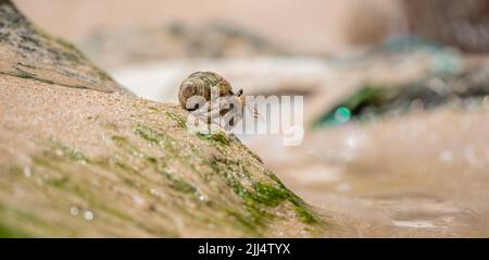 Hermit crab in its natural habitat, crawling down in the wet sand. Stock Photo