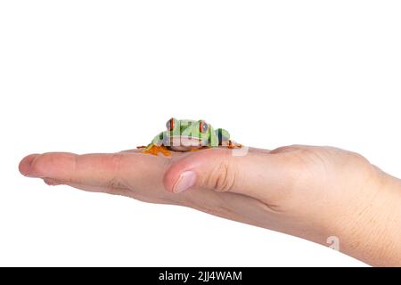 Vibrant Red-eyed tree frog aka Agalychnis callidryas, sitting sfacing front on human hand. Looking towards camera with the typical bright eyes. Isolat Stock Photo