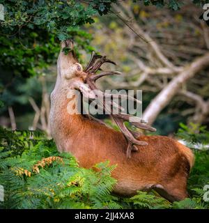 Dülmen, NRW, Germany. 22nd July, 2022. A peckish red deer stag (cervus elaphus) in the woods at Dülmen nature reserve stretches his long neck and cleverly uses his beautifully grown large antlers to dislodge oak branches to snack on their leaves and acorns. The leaves and fruit add important nutrients to deer diets and also cool them down in the summer heat. Credit: Imageplotter/Alamy Live News Stock Photo