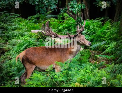 Dülmen, NRW, Germany. 22nd July, 2022. A peckish red deer stag (cervus elaphus) in the woods at Dülmen nature reserve stretches his long neck and cleverly uses his beautifully grown large antlers to dislodge oak branches to snack on their leaves and acorns. The leaves and fruit add important nutrients to deer diets and also cool them down in the summer heat. Credit: Imageplotter/Alamy Live News Stock Photo