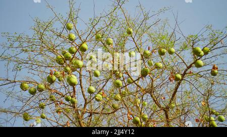 Hanging bael or aegle marmelos fruits on a Bael fruits, Commonly known as bael or bili or bhel, also Bengal quince, golden apple, Japanese bitter oran Stock Photo